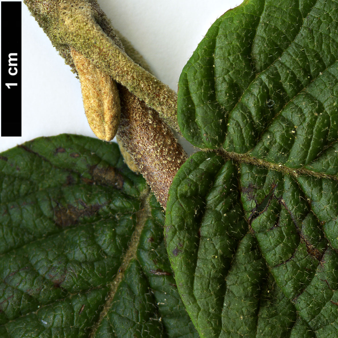 High resolution image: Family: Adoxaceae - Genus: Viburnum - Taxon: glomeratum - SpeciesSub: subsp. glomeratum